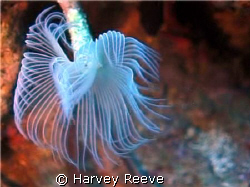 WHITE TUFTED WORM by Harvey Reeve 